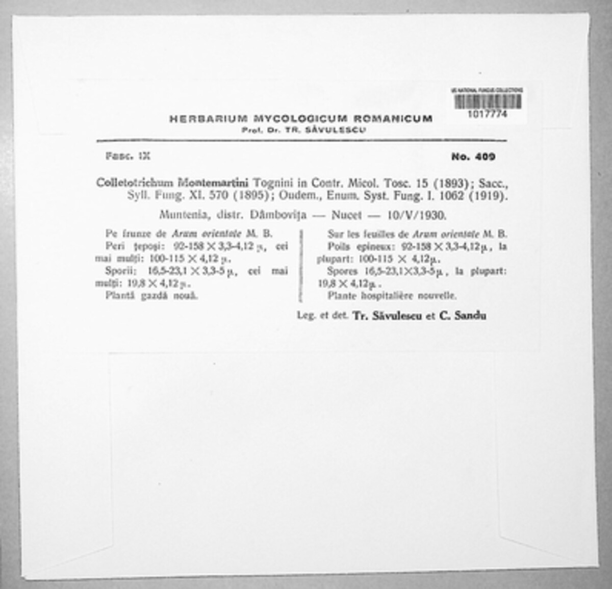 Colletotrichum montemartinii image